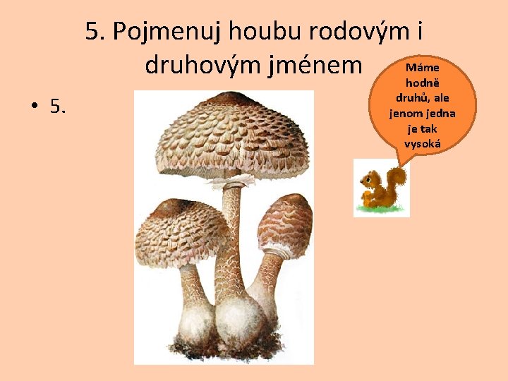 5. Pojmenuj houbu rodovým i Máme druhovým jménem hodně • 5. druhů, ale jenom