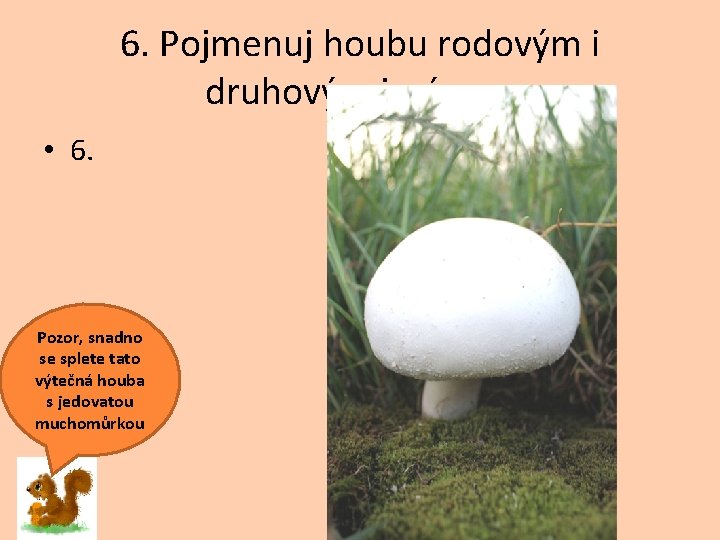 6. Pojmenuj houbu rodovým i druhovým jménem • 6. Pozor, snadno se splete tato