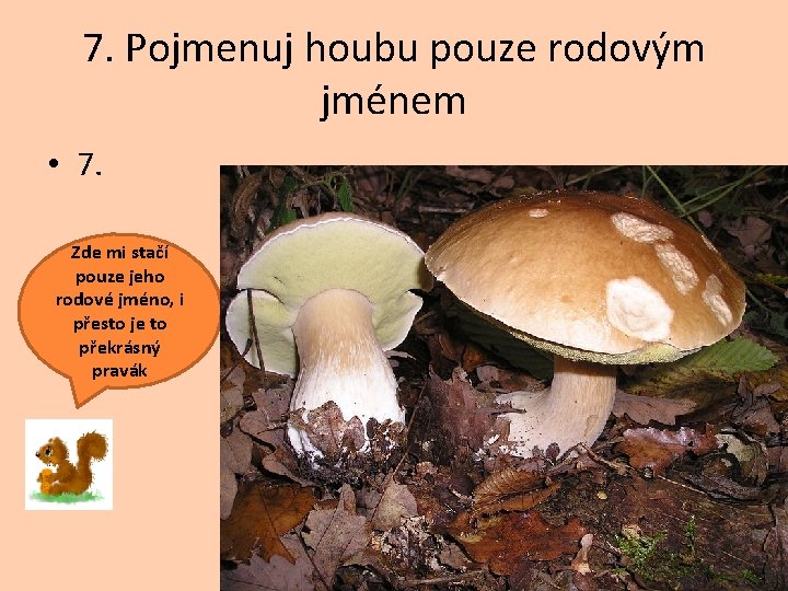 7. Pojmenuj houbu pouze rodovým jménem • 7. Zde mi stačí pouze jeho rodové