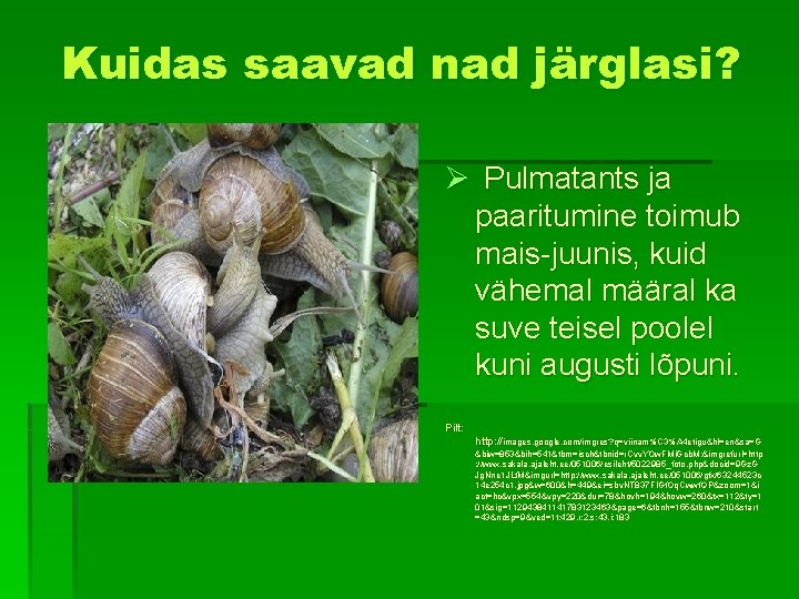 Kuidas saavad nad järglasi? Ø Pulmatants ja paaritumine toimub mais-juunis, kuid vähemal määral ka