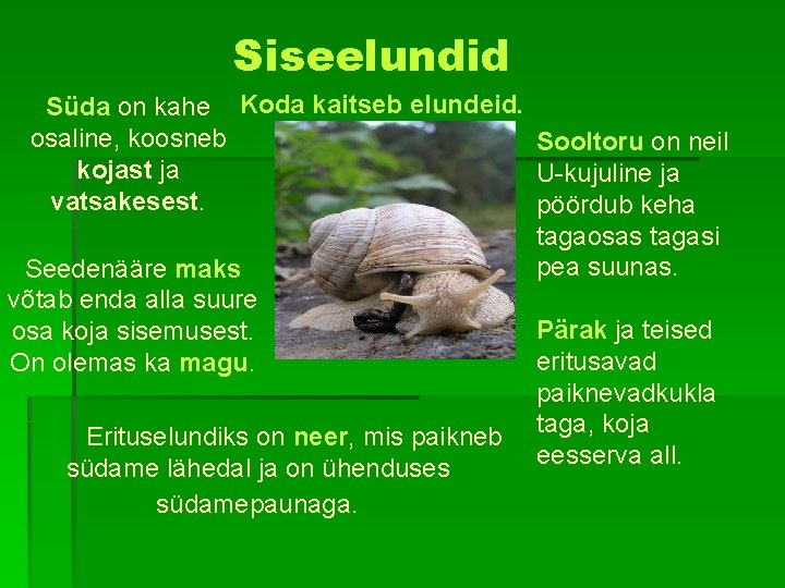 Siseelundid Süda on kahe Koda kaitseb elundeid. osaline, koosneb Sooltoru on neil kojast ja