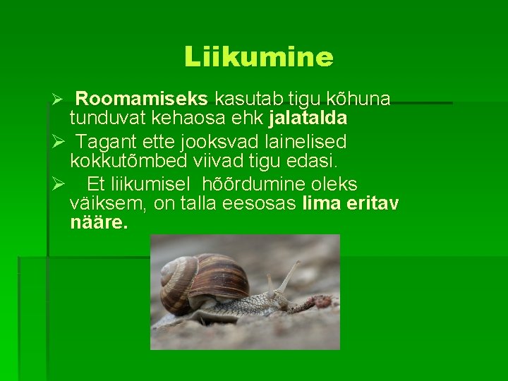 Liikumine Ø Roomamiseks kasutab tigu kõhuna tunduvat kehaosa ehk jalatalda Ø Tagant ette jooksvad