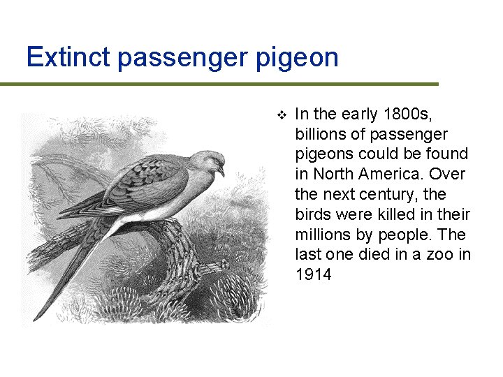 Extinct passenger pigeon v In the early 1800 s, billions of passenger pigeons could