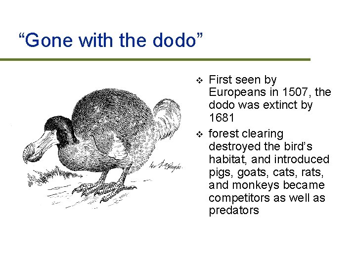 “Gone with the dodo” v v First seen by Europeans in 1507, the dodo