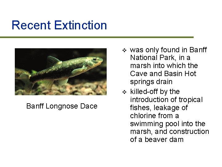Recent Extinction v v Banff Longnose Dace was only found in Banff National Park,