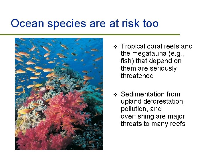 Ocean species are at risk too v Tropical coral reefs and the megafauna (e.