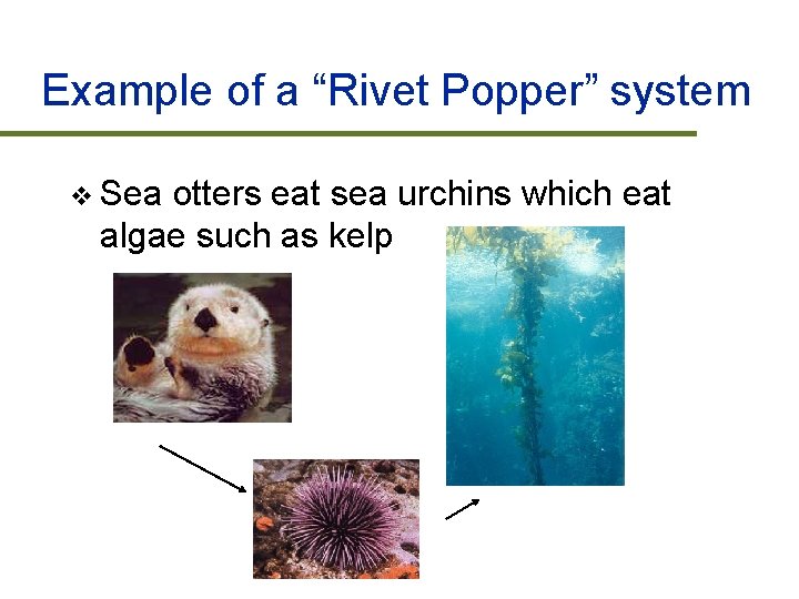 Example of a “Rivet Popper” system v Sea otters eat sea urchins which eat