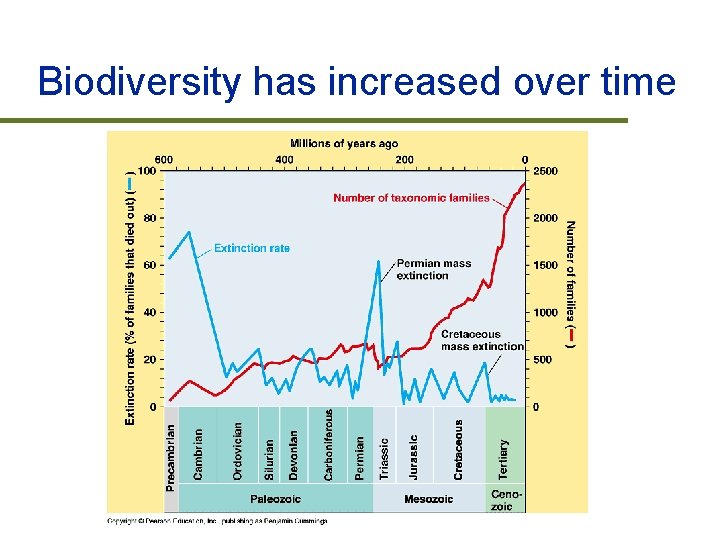 Biodiversity has increased over time 