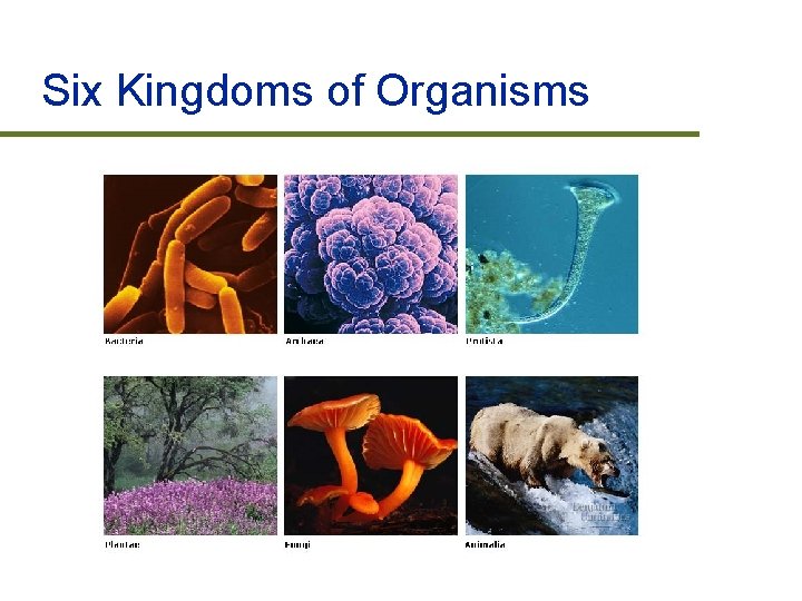 Six Kingdoms of Organisms 