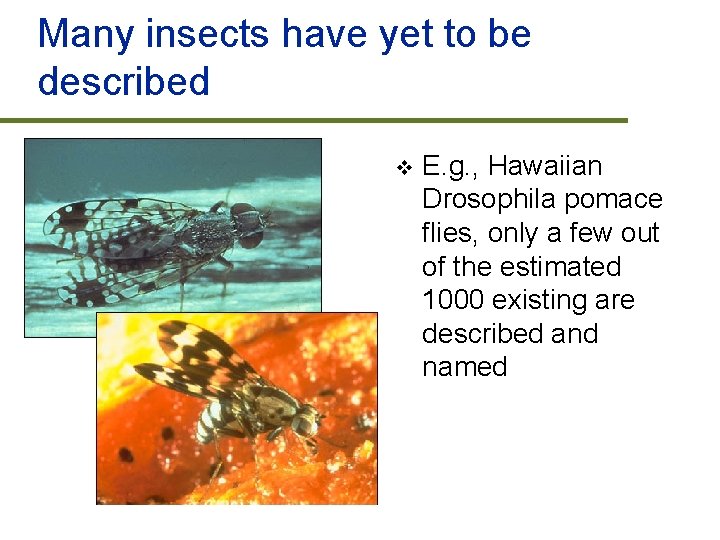 Many insects have yet to be described v E. g. , Hawaiian Drosophila pomace