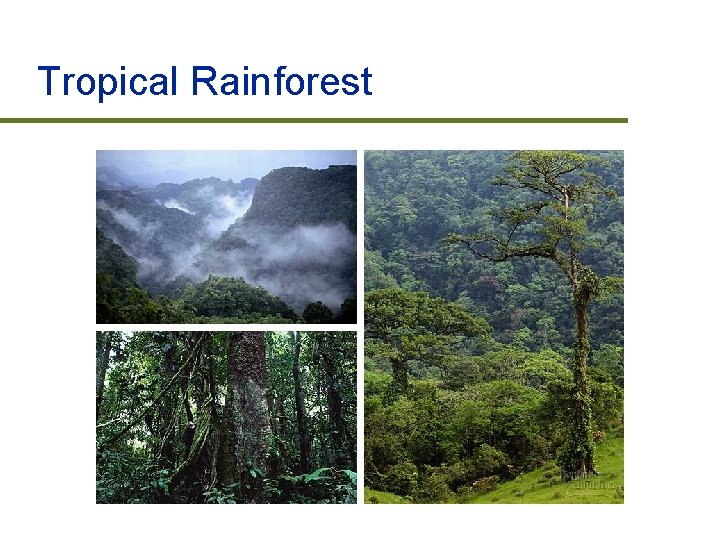 Tropical Rainforest 