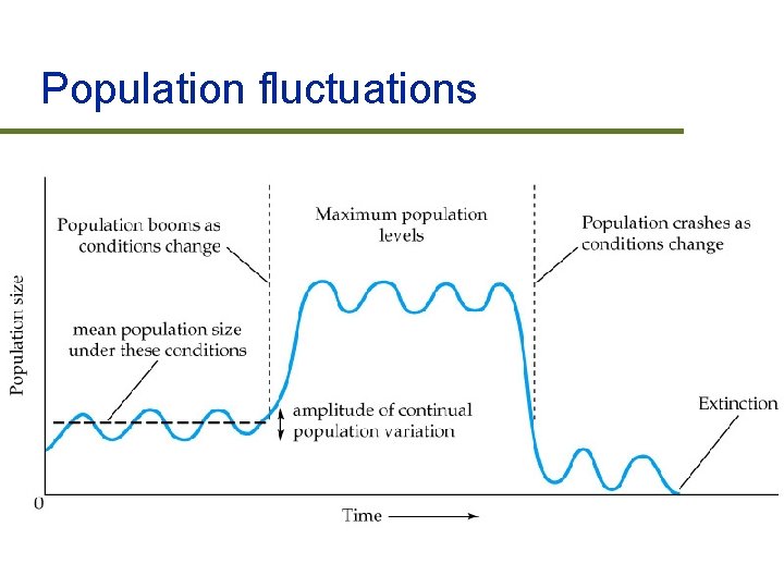 Population fluctuations 