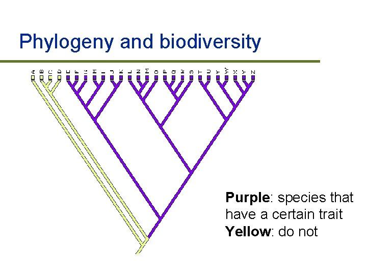 Phylogeny and biodiversity Purple: species that have a certain trait Yellow: do not 