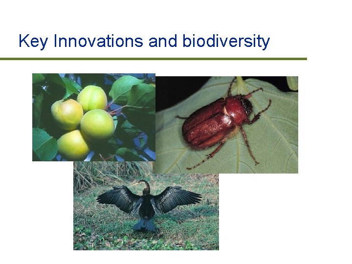 Key Innovations and biodiversity 