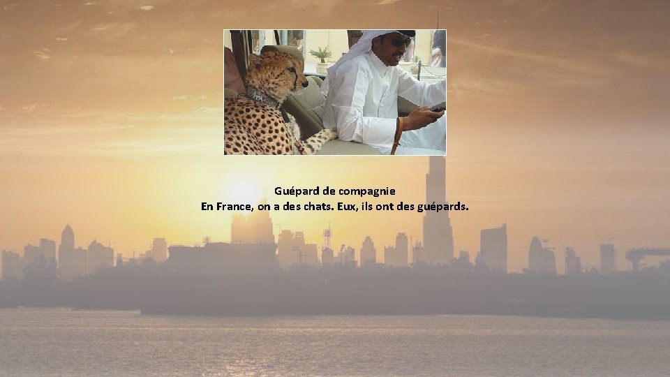 Guépard de compagnie En France, on a des chats. Eux, ils ont des guépards.