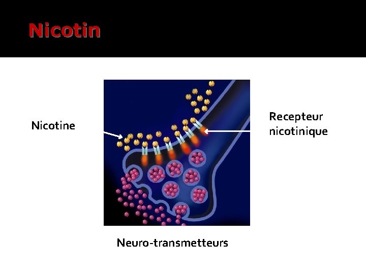 Nicotin Recepteur nicotinique Nicotine Neuro-transmetteurs 