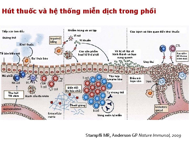 Hút thuốc và hệ thống miễn dịch trong phổi Stampfli MR, Anderson GP Nature