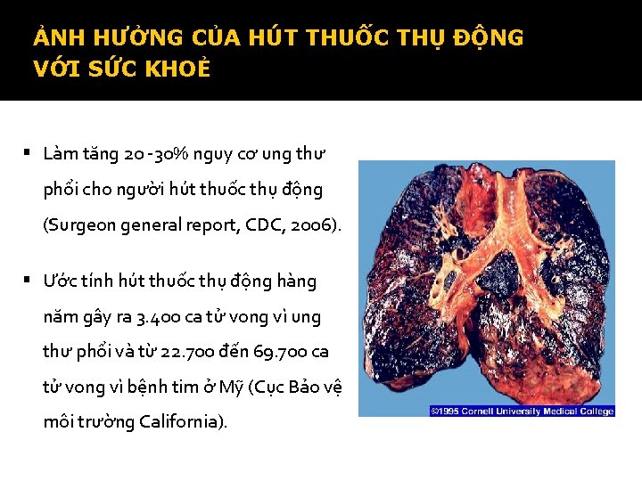 ẢNH HƯỞNG CỦA HÚT THUỐC THỤ ĐỘNG VỚI SỨC KHOẺ § Làm tăng 20