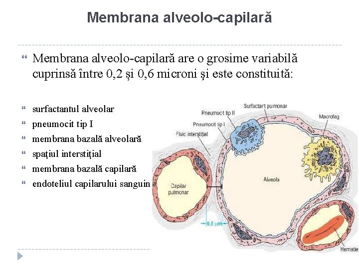 Membrana alveolo-capilară are o grosime variabilă cuprinsă între 0, 2 și 0, 6 microni