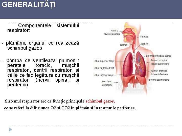 GENERALITĂȚI Componentele respirator: sistemului - plămânii, organul ce realizează schimbul gazos - pompa ce