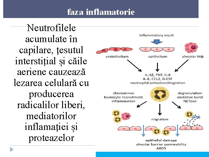 faza inflamatorie Neutrofilele acumulate în capilare, țesutul interstițial și căile aeriene cauzează lezarea celulară