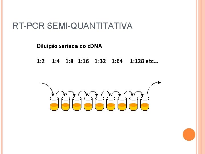 RT-PCR SEMI-QUANTITATIVA Diluição seriada do c. DNA 1: 2 1: 4 1: 8 1: RT-PCR SEMI-QUANTITATIVA Diluição seriada do c. DNA 1: 2 1: 4 1: 8 1: