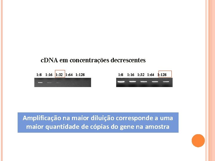 c. DNA em concentrações decrescentes 1: 8 1: 16 1: 32 1: 64 1: c. DNA em concentrações decrescentes 1: 8 1: 16 1: 32 1: 64 1:
