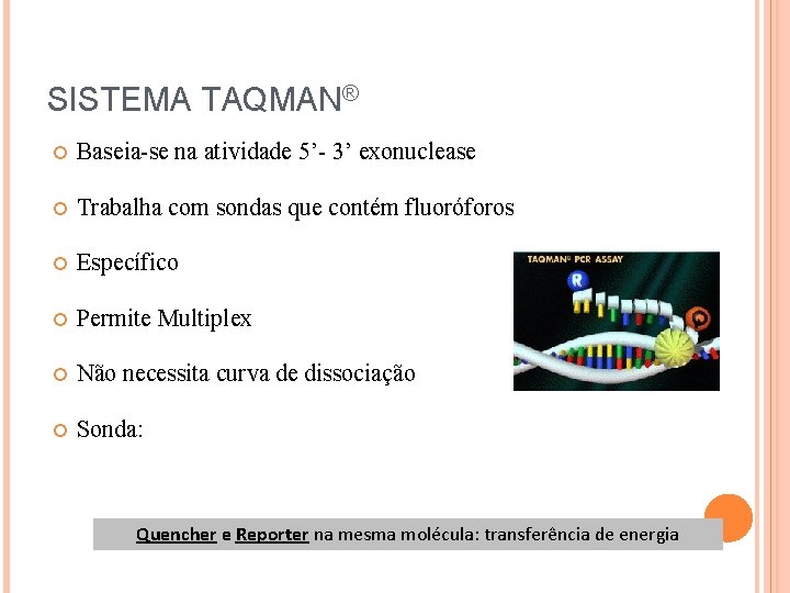 SISTEMA TAQMAN® Baseia-se na atividade 5’- 3’ exonuclease Trabalha com sondas que contém fluoróforos SISTEMA TAQMAN® Baseia-se na atividade 5’- 3’ exonuclease Trabalha com sondas que contém fluoróforos
