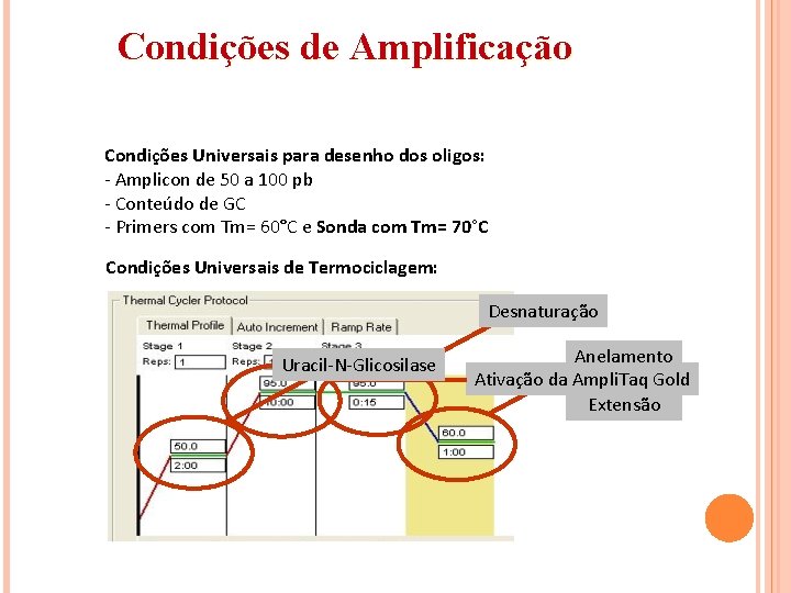 Condições de Amplificação Condições Universais para desenho dos oligos: - Amplicon de 50 a Condições de Amplificação Condições Universais para desenho dos oligos: - Amplicon de 50 a