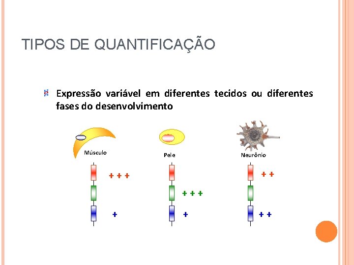 TIPOS DE QUANTIFICAÇÃO Expressão variável em diferentes tecidos ou diferentes fases do desenvolvimento Músculo TIPOS DE QUANTIFICAÇÃO Expressão variável em diferentes tecidos ou diferentes fases do desenvolvimento Músculo