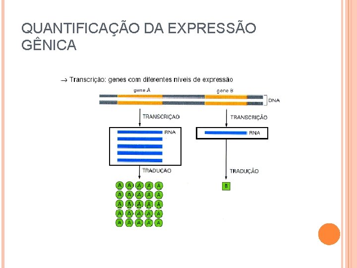 QUANTIFICAÇÃO DA EXPRESSÃO GÊNICA QUANTIFICAÇÃO DA EXPRESSÃO GÊNICA