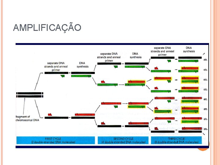 AMPLIFICAÇÃO AMPLIFICAÇÃO