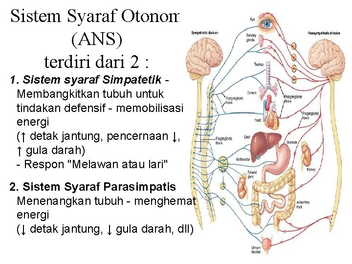 Sistem Syaraf Otonom (ANS) terdiri dari 2 : 1. Sistem syaraf Simpatetik Membangkitkan tubuh