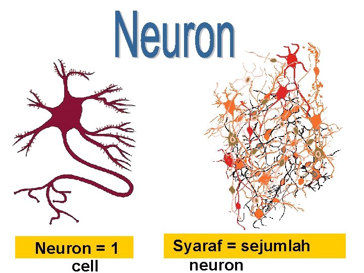 Neuron = 1 cell Syaraf = sejumlah neuron 