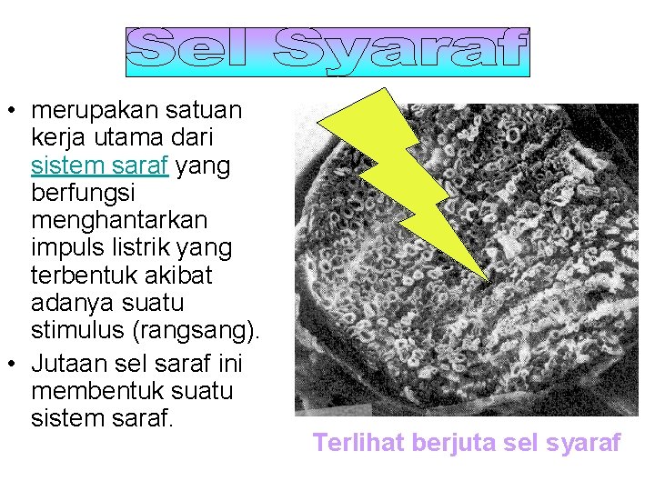  • merupakan satuan kerja utama dari sistem saraf yang berfungsi menghantarkan impuls listrik