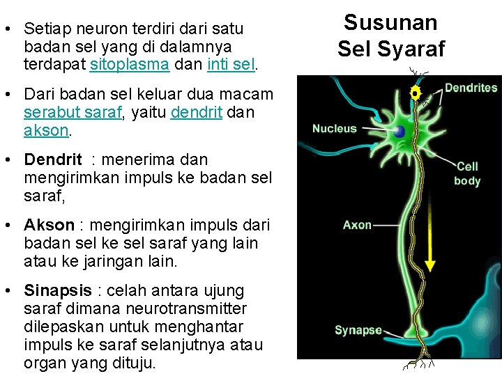  • Setiap neuron terdiri dari satu badan sel yang di dalamnya terdapat sitoplasma
