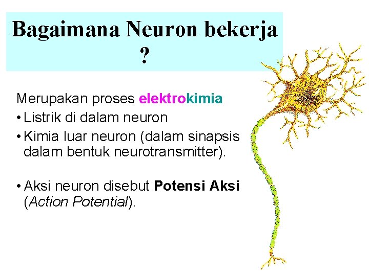 Bagaimana Neuron bekerja ? Merupakan proses elektrokimia • Listrik di dalam neuron • Kimia