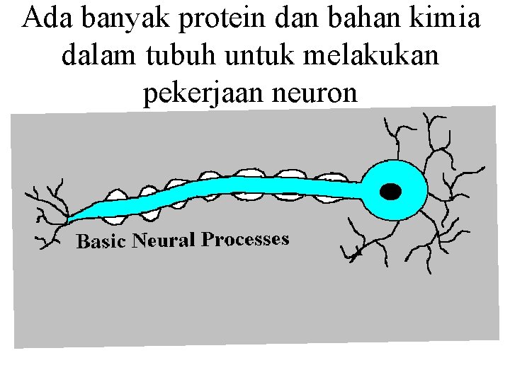 Ada banyak protein dan bahan kimia dalam tubuh untuk melakukan pekerjaan neuron 