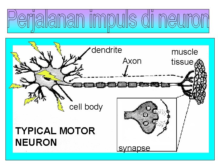dendrite Axon cell body TYPICAL MOTOR NEURON synapse muscle tissue 