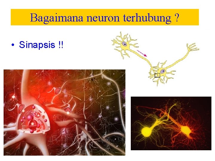 Bagaimana neuron terhubung ? • Sinapsis !! 