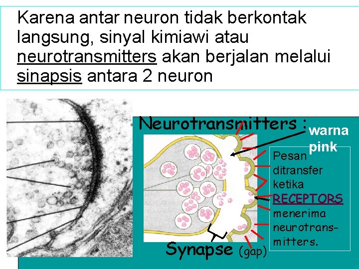 Karena antar neuron tidak berkontak langsung, sinyal kimiawi atau neurotransmitters akan berjalan melalui sinapsis