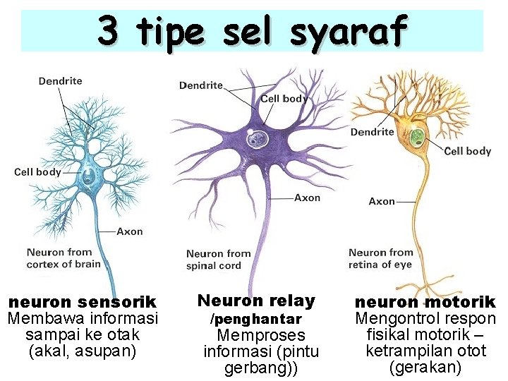 3 tipe sel syaraf neuron sensorik Membawa informasi sampai ke otak (akal, asupan) Neuron