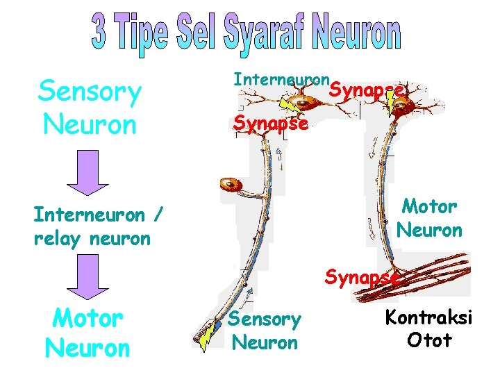 Sensory Neuron Interneuron Synapse Motor Neuron Interneuron / relay neuron Synapse Motor Neuron Sensory