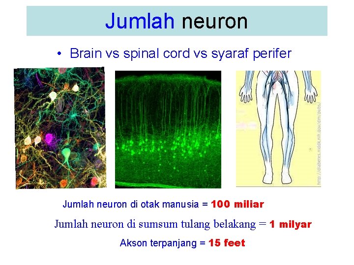 Jumlah neuron • Brain vs spinal cord vs syaraf perifer Jumlah neuron di otak