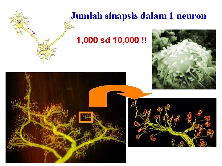 Jumlah sinapsis dalam 1 neuron 1, 000 sd 10, 000 !! 