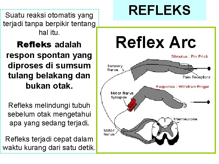 Suatu reaksi otomatis yang terjadi tanpa berpikir tentang hal itu. Refleks adalah respontan yang