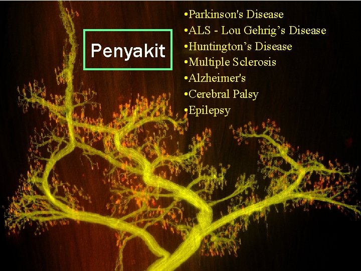 Penyakit • Parkinson's Disease • ALS - Lou Gehrig’s Disease • Huntington’s Disease •