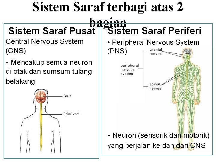 Sistem Saraf terbagi atas 2 bagian Sistem Saraf Pusat Central Nervous System (CNS) Sistem