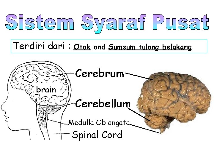 Terdiri dari : Otak and Sumsum tulang belakang Cerebrum brain Cerebellum Medulla Oblongata Spinal