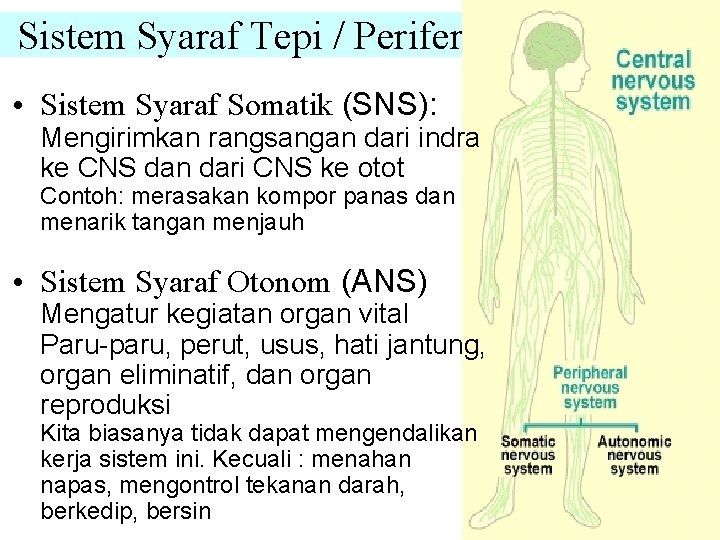 Sistem Syaraf Tepi / Perifer • Sistem Syaraf Somatik (SNS): Mengirimkan rangsangan dari indra